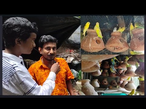 download lagu mp3 mp4 Bird Info, download lagu Bird Info gratis, unduh video klip Bird Info