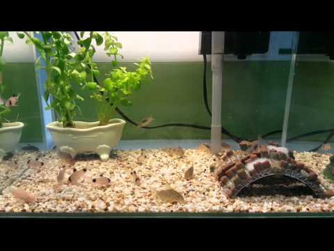 Corydoras tank