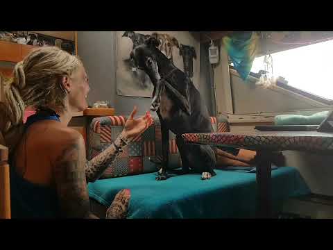 Kuscheln mit einem Galgo Español   #HUNDELIEBE #shorts