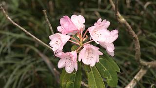 4月18日【びわ湖放送ニュース】愛荘町　金剛輪寺　シャクナゲが見頃