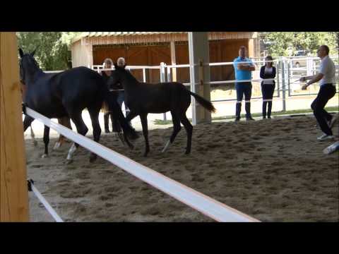 Raeuberherz - Fohlenmusterung 2015