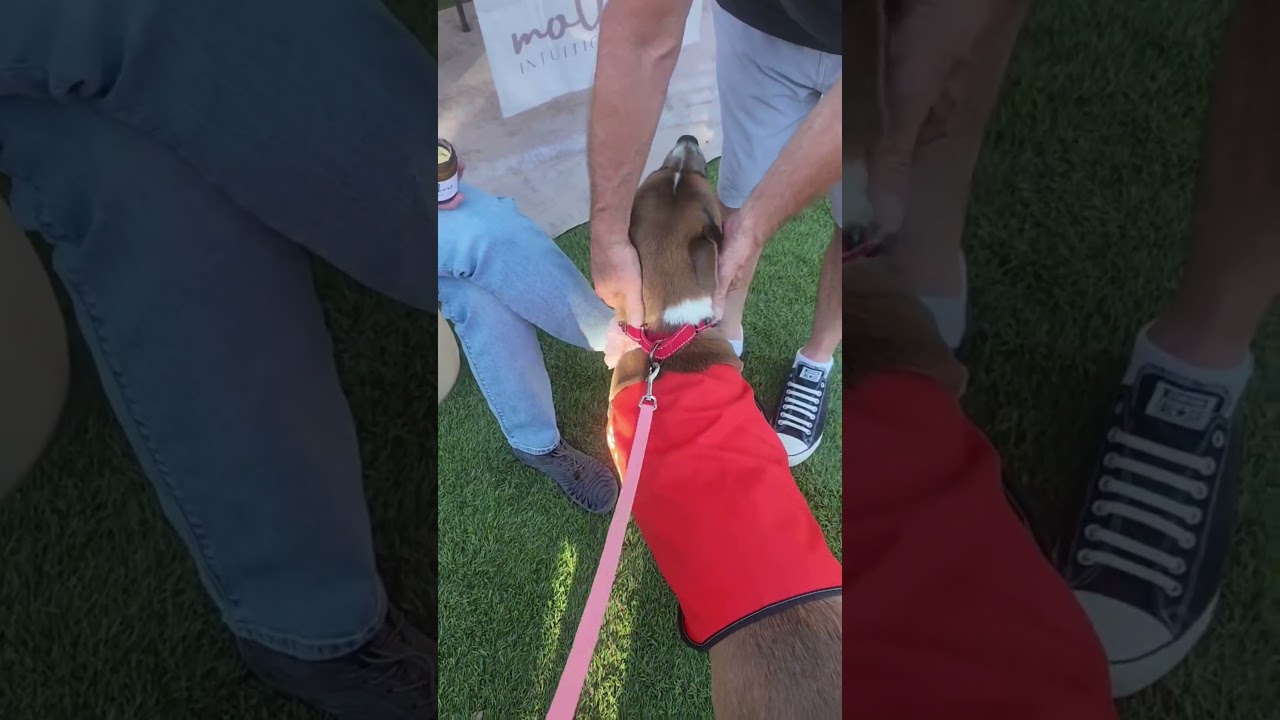Ducky, a ADOPTABLE mixed breed in Murrieta, CA video 2/6