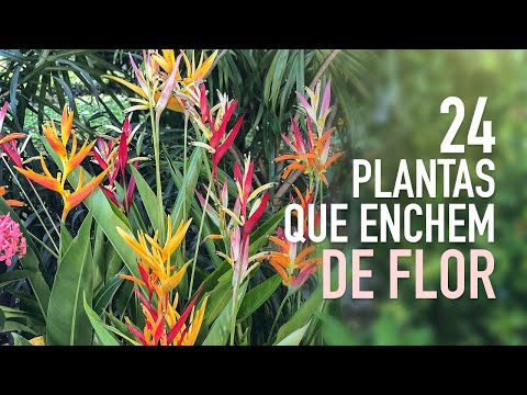 , title : '24 PLANTAS de MUITA FLOR pra ter no JARDIM'