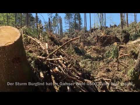Vollgas beim Aufrüsten der Sturmschäden im Gamser Wald
