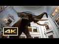 Natural History Museum (New Dinosaur Exhibit) Walking Tour in 4K -- Washington, D.C.