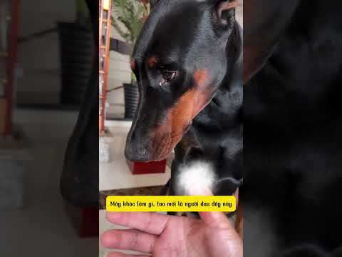 Người khóc to lại không phải người đau #fypシ゚viral #shortvideo