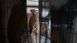 Download lagu Platuk Bawang Jari 4 masteran viral Konslet mp3 Download lagu Platuk Bawang Jari 4 masteran viral Konslet mp3