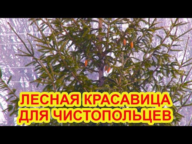Видео: лесная красавица для чистопольцев