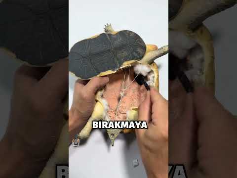 Kaplumbağasını Sonsuza Kadar Yanında Tutmak İstedi 🐢😢