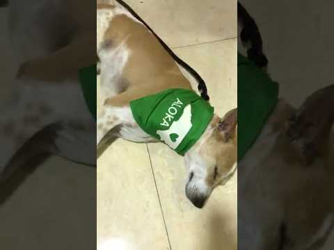 ආලෝකා සැපට නිදි 🥹❤️ මේ විඩීයෝ එක බලන හැමෝම Sub කරන්න  #youtubeshorts #travel #srilanka #love #aloka