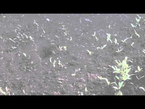 Cea mai buna agricultura din Jucu de Mijloc.