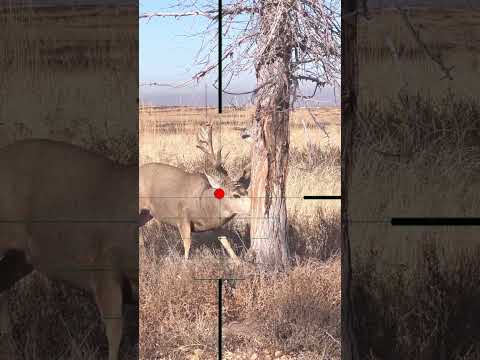 Elk Hunting | Caccia all'alce | Jacht op elanden