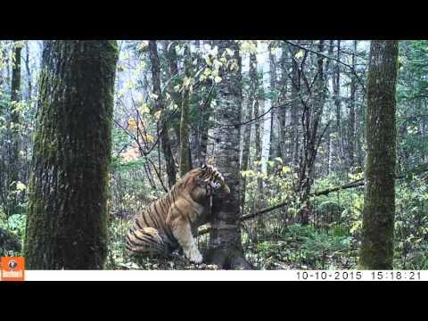 Wild Siberian Tiger in Russian Far East
