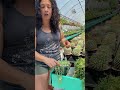Hack for Watering String of Pearls