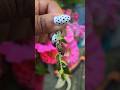 Snapdragons have Tiny Alien Skulls 💀#snapdragons #gardening #seeds