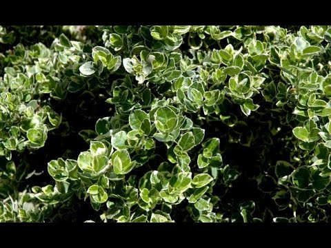 Euonymus: varieties of the plant - Decogarden
