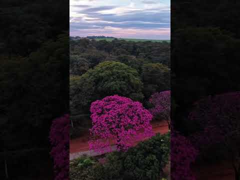 Obra de arte natural: Ipê-rosa gigante rouba a cena e embeleza o interior de SP