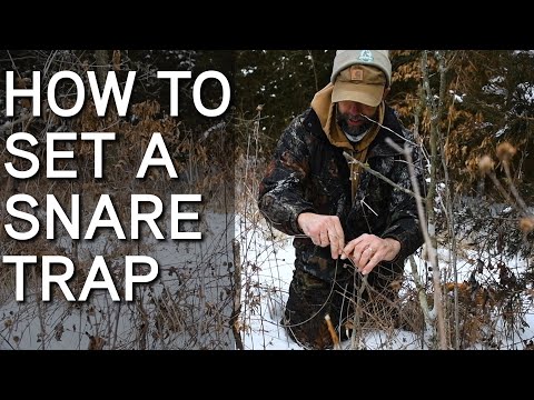 Snare Trapping For Coyotes And Game Animals | How To Set Snare Traps