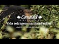 Shooting The Canadian Bears