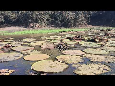 Norte do Mato Grosso município Porto Alegre do Norte