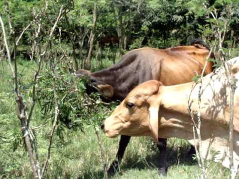 download lagu mp3 mp4 Sspi, download lagu Sspi gratis, unduh video klip Sspi