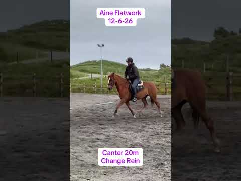 All Rounder - Riding Horse - Image 2
