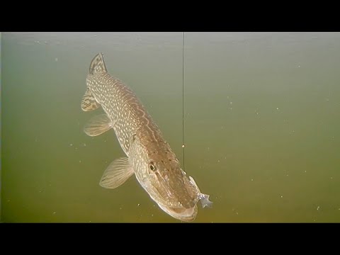 Tip Up Fishing for Northern Pike! AMAZING Underwater Video!