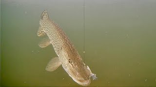 AMAZING Underwater Video! Tip Up Fishing for Northern Pike!