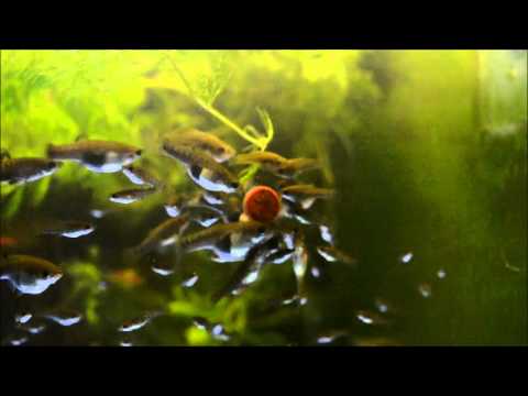 Limia melanogaster & Xiphiphorus variatus 'vinasco' feeding