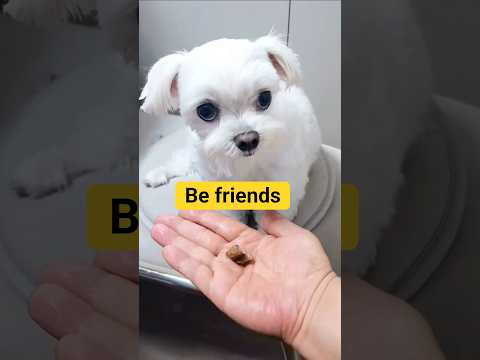 Cute YouTuber maltese 💛 Duzzi