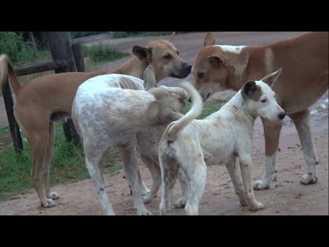 Mating season Female and male Dogs meet each other