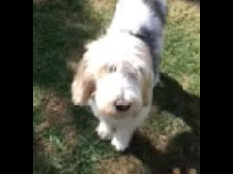 Trixie and Bess - Mobile In-House or Studio Pet Groomer video.