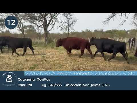 Lote NV CONSUMO - E RIOS