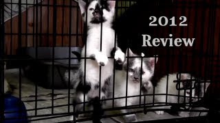 Fresno Animal Shelter 2012 Review