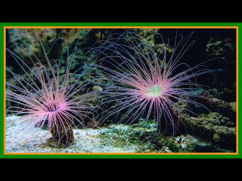 Cerianthus membranaceus