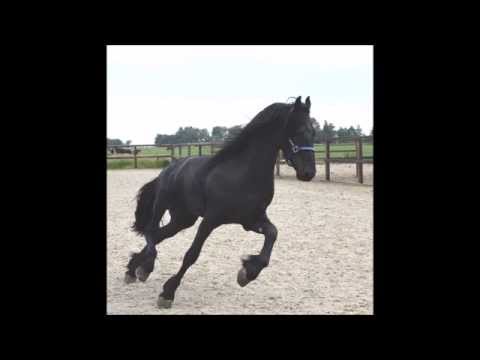 Friesian stallion u. Wylster x Bente