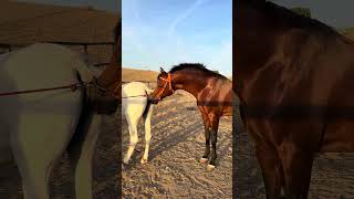 Colecta seminal de este hermoso caballo árabe #equinevet #horse #caballos #arabe #reproduccion