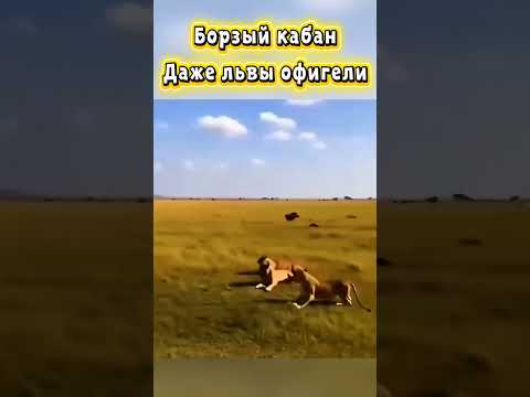 Оборзевший кабанчик