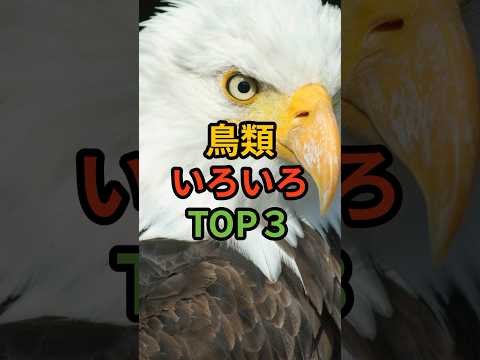 2世代後の新しい鳥類