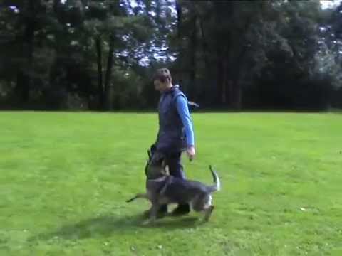 Honey z údolí Úpy - nácvik poslušnosti ve věku 18 měsíců