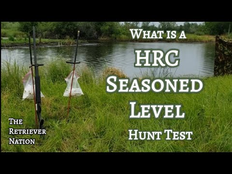 What Is an HRC SEASONED Hunt Test?~Find out here!~Lots of Action and Fast Moving Elements! ~TRN