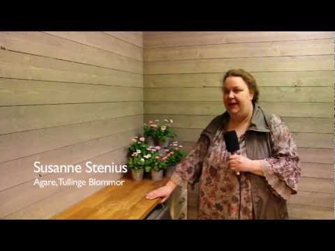 Veckans Blomma v.20 - Bellis