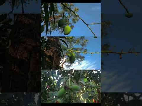 eklavya videography for Mango 🥭 #mango #season #shorts