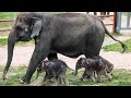 Veterinarian Details Historic Twin Elephant Birth At Syracuse Zoo