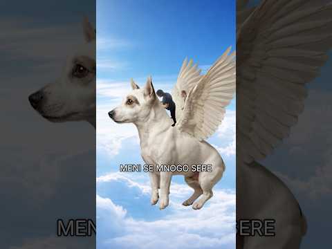 Tamo gde leteći kerovi vladaju!