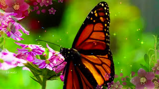 Andre Rieu -  Yesterday