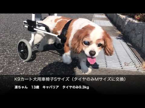キャバリアの凛ちゃん　犬用車椅子で歩く