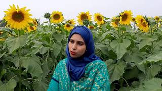 জৈন্তাপুরে সূর্যমুখী বিপ্লব