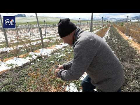 Farmers assess damage after another spring freeze