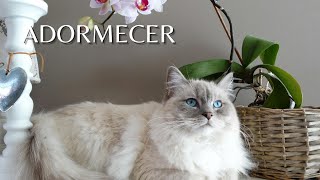 MEDITAÇÃO PARA RELAXAR Orquídeas pelo Mundo    ( Orchids around the world )